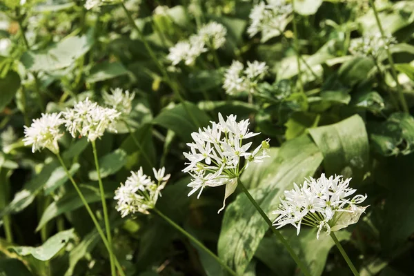 Close-up view of a flower of the bear garlic - Allium ursinum - blooming in the forest on a sunny spring day — Stock Photo, Image