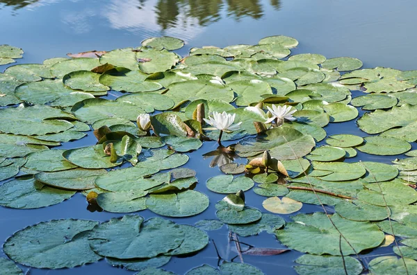 녹색 잎 표면 호수에 피는 흰색, 분홍색 수련 — 스톡 사진
