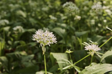 Ayı sarımsak bir çiçek yakından görünümü - Allium ursinum - güneşli bir bahar gününde ormanda çiçeklenme