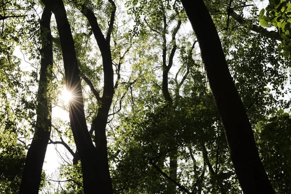 El sol brillando a través de ramas y hojas en el bosque en un día claro —  Fotos de Stock