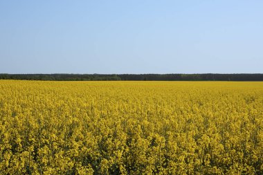 Mavi gökyüzü altında arka planda bir ormanla parlak güneşli bir günde tecavüz alan
