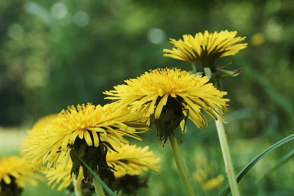 Close-up foto de flores de dente de leão no prado na grama — Fotografia de Stock