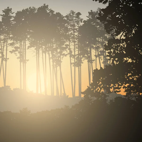 Vektorillustration eines Nadelwaldes mit der aufgehenden Sonne — Stockvektor