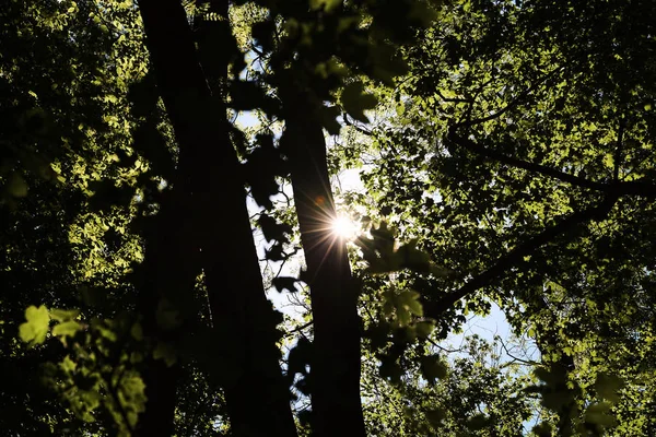 在明亮的春天或夏天, 树叶和阳光透过树枝的树顶 — 图库照片