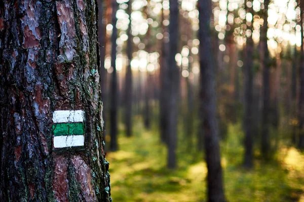 Foto von grünem Touristenschild oder Markierung auf Baumrinde im Wald — Stockfoto