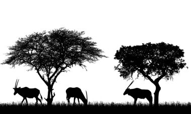 Afrika 'nın safaride, tropik ağaçların altında antiloplarla ya da ceylanlarla çizilmiş hali. Hayvanlar çimlerde otlar. Beyaz arkaplanda izole edilmiş siluetler - vektör