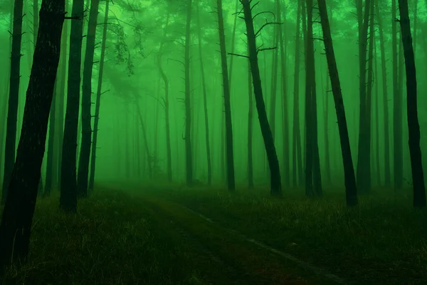 照片上是一个有着松树树干 人行道和早春薄雾的绿色童话森林 — 图库照片