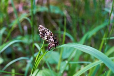 Nesli tükenmekte olan kelebek Zerynthia Polyxena Bir bahar sabahı çimlerin üzerinde