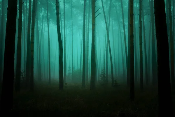 Фото Сказочного Леса Сосновыми Стволами Тропинкой Утренним Весенним Туманом — стоковое фото