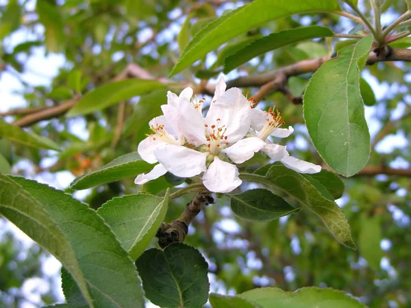 对苹果树花 — 图库照片