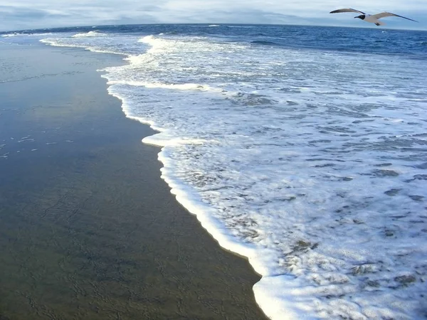 Морской пейзаж с морской чайкой — стоковое фото