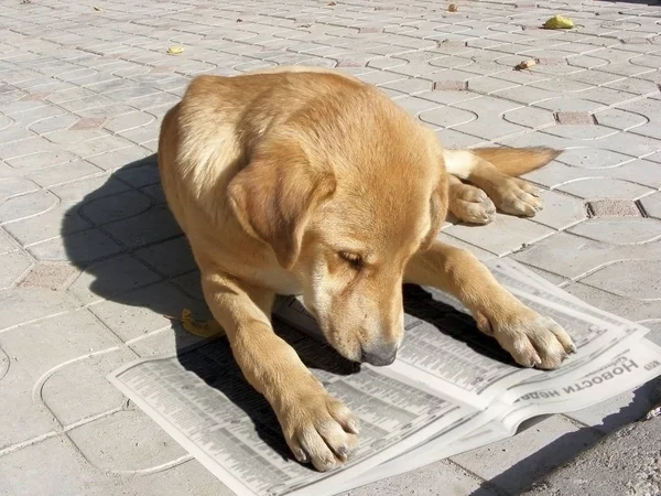 개 독서 신문 — 스톡 사진