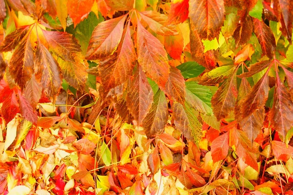 Autumn sheet tree as background — Stock Photo, Image