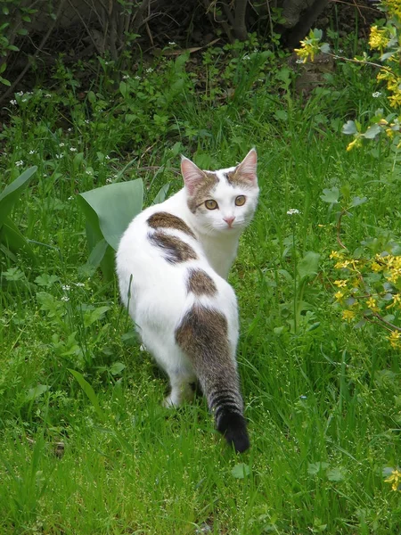 정원에서 고양이 초상화와 허브에서 고양이 — 스톡 사진