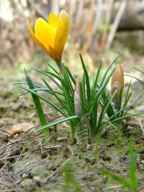 Bahar çiçeği bitkisi / fotoğraf sahne bahar çiçeği ile sarı Çiğdem