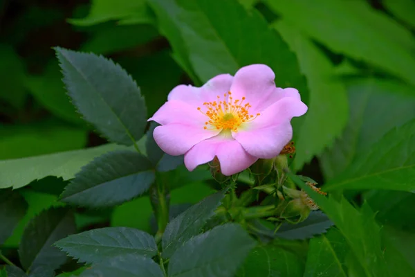Kwitnienia Dzika Róża Kwitnienia Dzika Róża Ciemne Tło Zielony — Zdjęcie stockowe