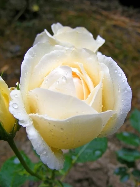 白いバラの雨の後の後のバラのホワイトの花春の雨 — ストック写真