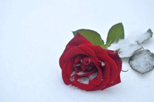 kırmızı gül kar / fotoğraf kırmızı gül sahne ile kar üzerinde yalan
