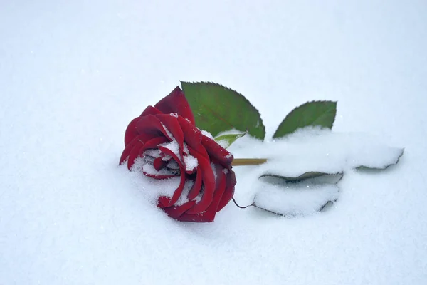 Красная Роза Снегу Фотография Сценой Лежащей Снегу Красной Розы — стоковое фото
