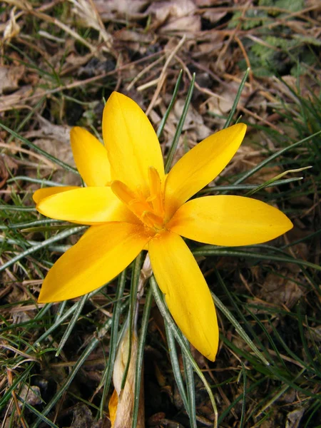 Перші Весняні Квіти Фотографія Сценою Квітуча Весна Жовтий Крук — стокове фото