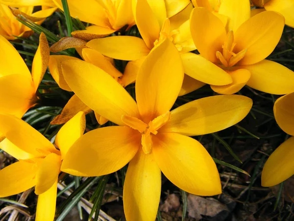 First Spring Flowers Photography Scene Flowering Spring Yellow Crocus — Stock Photo, Image