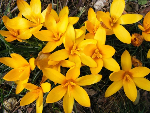 First Spring Flowers Photography Scene Flowering Spring Yellow Crocus — Stock Photo, Image