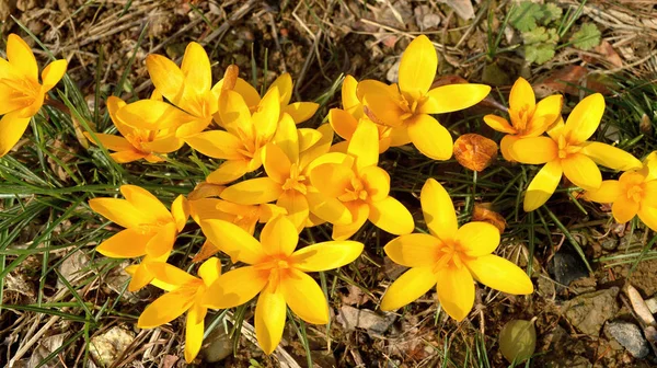 Primeira Primavera Flores Fotografia Com Cena Floração Primavera Amarelo Crocus — Fotografia de Stock