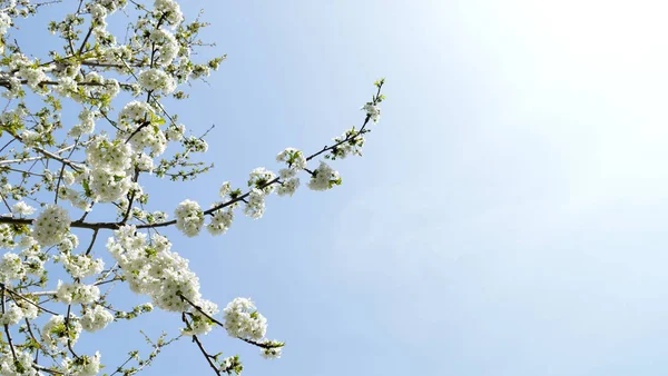 flowering tree on background sky / photography with scene of the branch to flowering sweet cherries on background sky