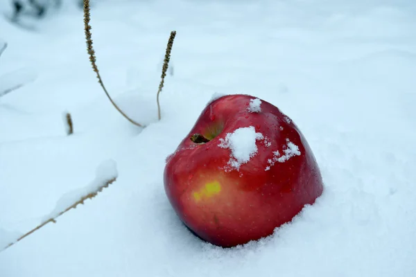 Gran Manzana Roja Madura Nieve — Foto de Stock