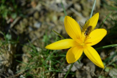 Özbekistan dağlarında ilkbaharın başlarında açan sarı çiçek.