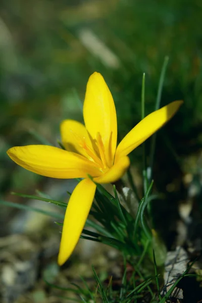 Жовті Крокуси Цвітуть Ранньою Весною Горах Узбекистану — стокове фото