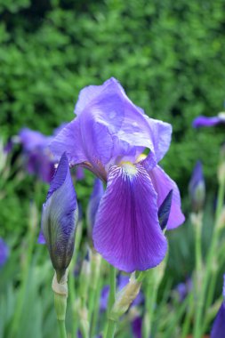 Mavi İris 'in bahar çiçeklenmesinin görüntüsü olan fotoğraf.