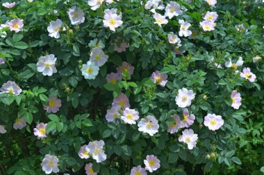 Çiçek açan beyaz gül ağacı doğal bir arka plan olarak