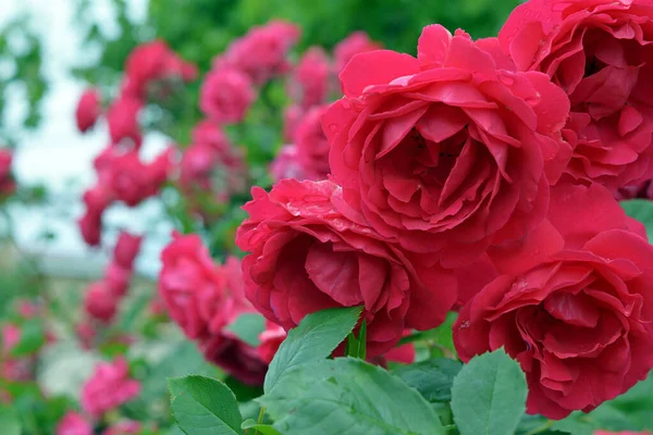 Pozadí Kvetoucím Červeným Čajem Růže Dešti — Stock fotografie