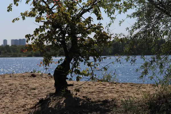 Samotny na brzegu rzeki — Zdjęcie stockowe