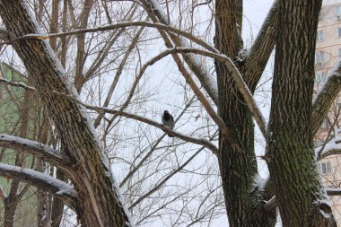 Kış ormanında bir kez