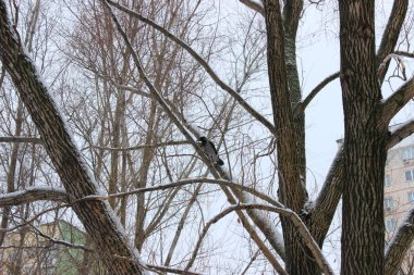 Kış ormanında bir kez