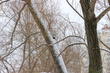 Kış ormanında bir kez