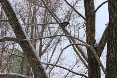 Kış ormanında bir kez