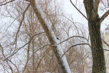 Kış ormanında bir kez