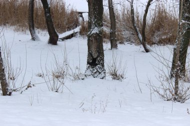 Kış ormanında bir kez