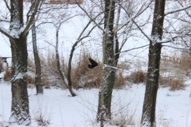 Kış ormanında bir kez