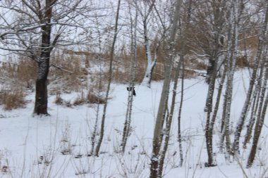 Kış ormanında bir kez