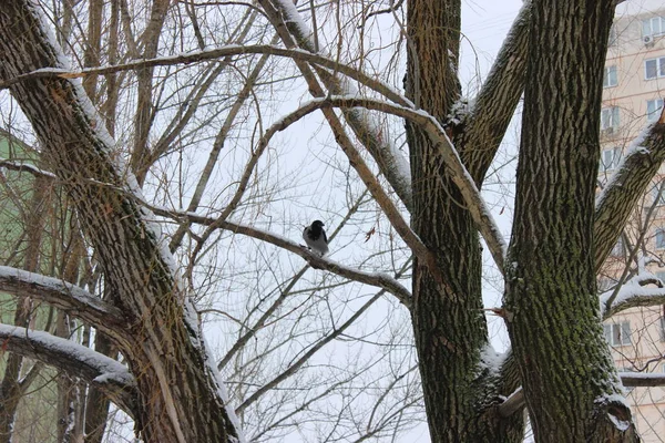 Kış ormanında bir kez