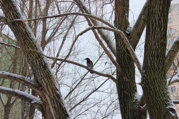 Kış ormanında bir kez