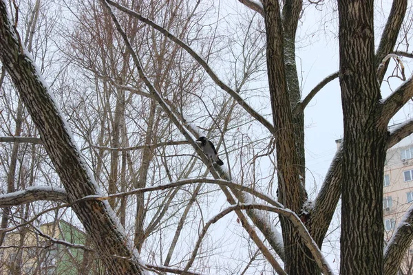 Kış ormanında bir kez