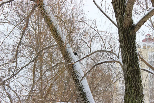Kış ormanında bir kez