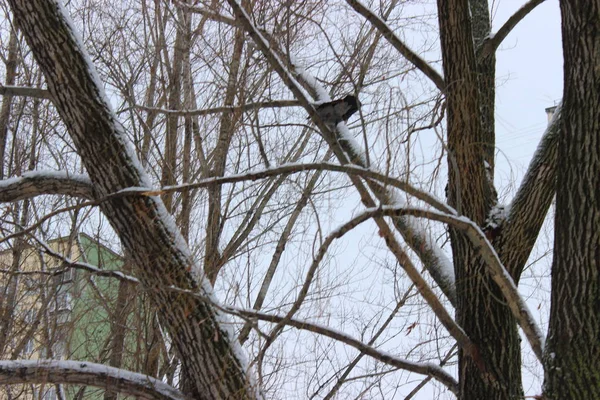 Kış ormanında bir kez