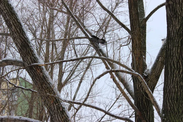 Kış ormanında bir kez