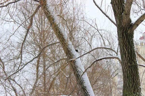 Kış ormanında bir kez